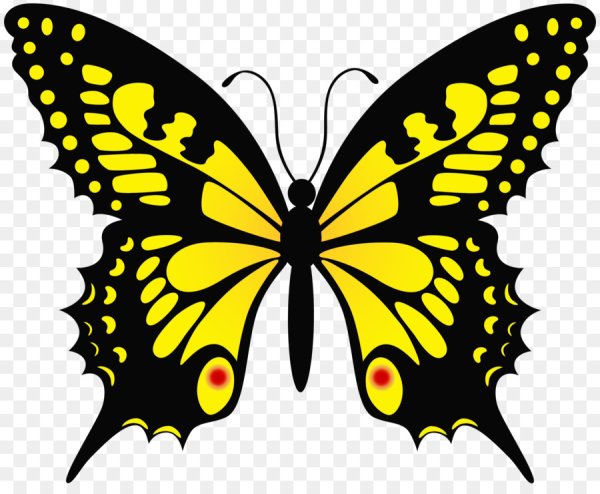 Бабочка Махаон трафарет