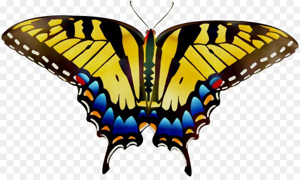 Бабочка Махаон для детей