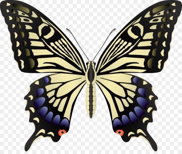 Бабочка симметрия