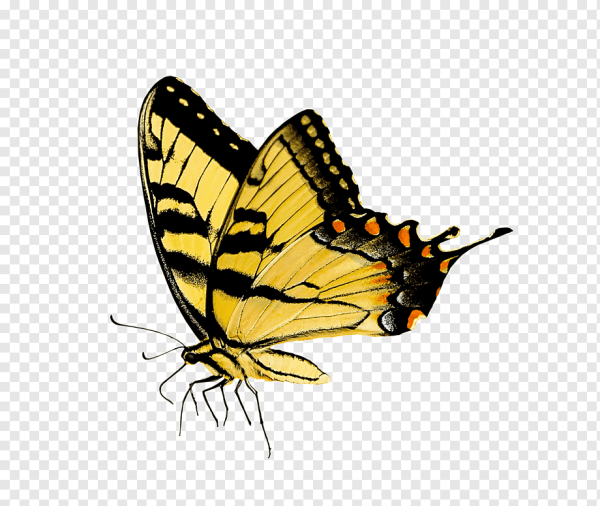 Махаон (бабочка)