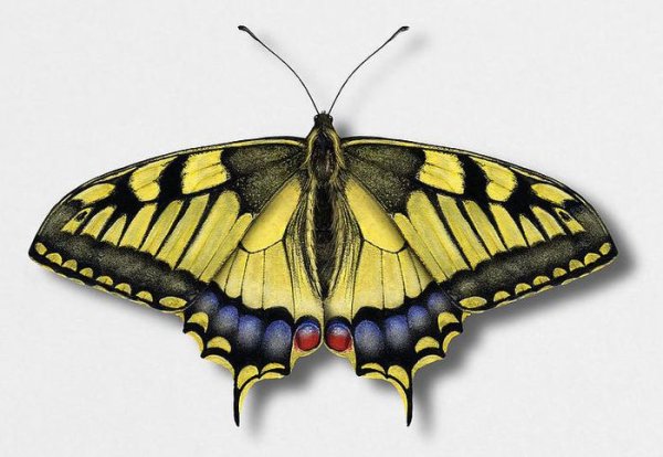 Бабочка Махаон на белом фоне