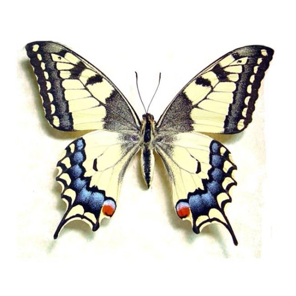 Махаон обыкновенный