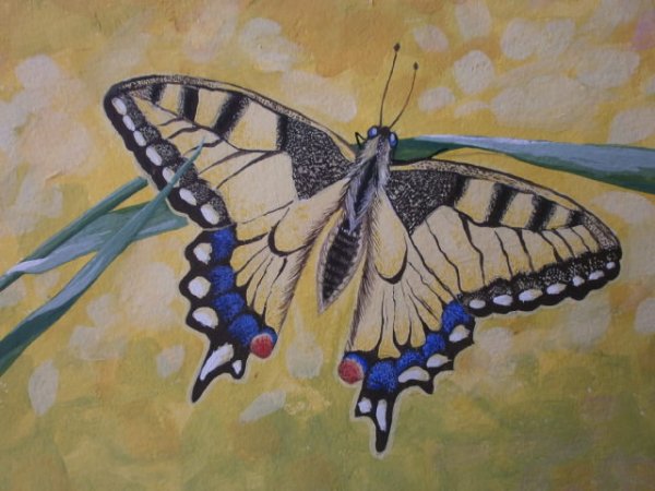 Рисование Махаон для детей