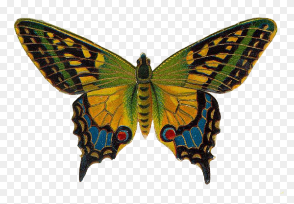 Бабочка иллюстрация