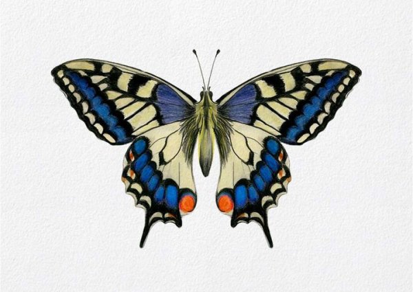 Махаон обыкновенный