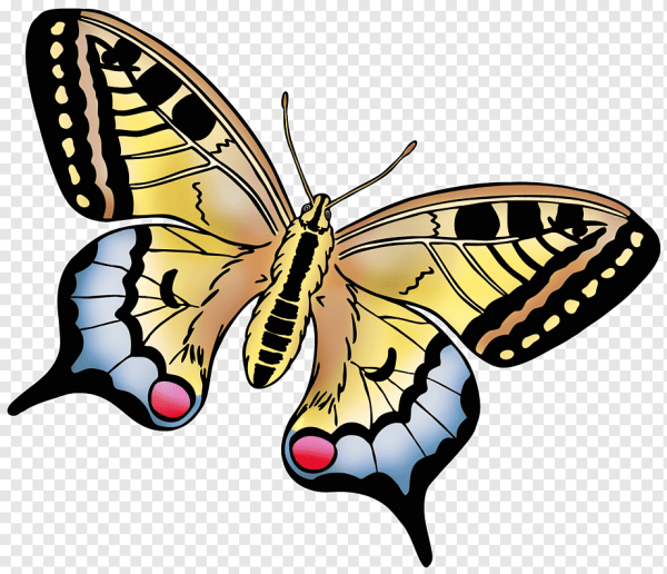 Махаон на прозрачном фоне