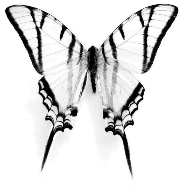 Махаон эскиз