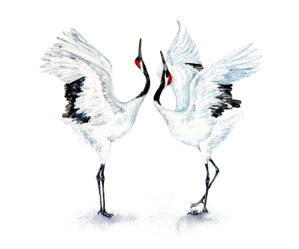 Журавль Графика