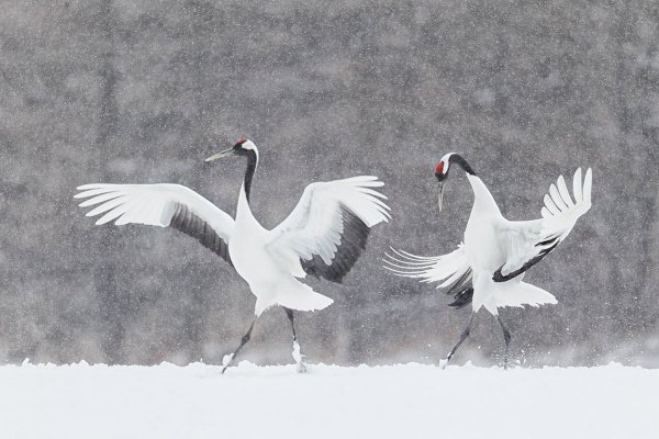 Танцующие Журавли