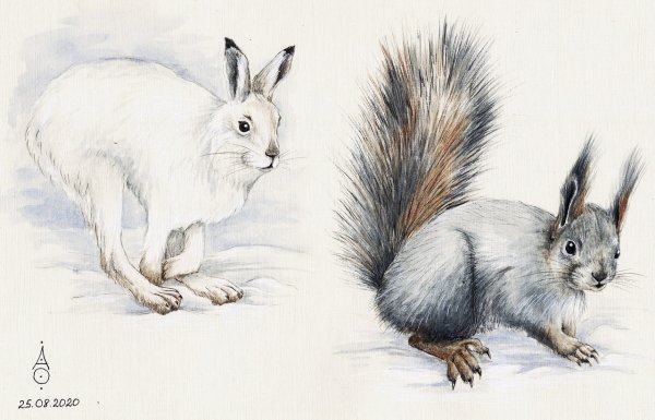 Зайцы и белки