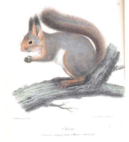 Белочка зимой рисунок для детей