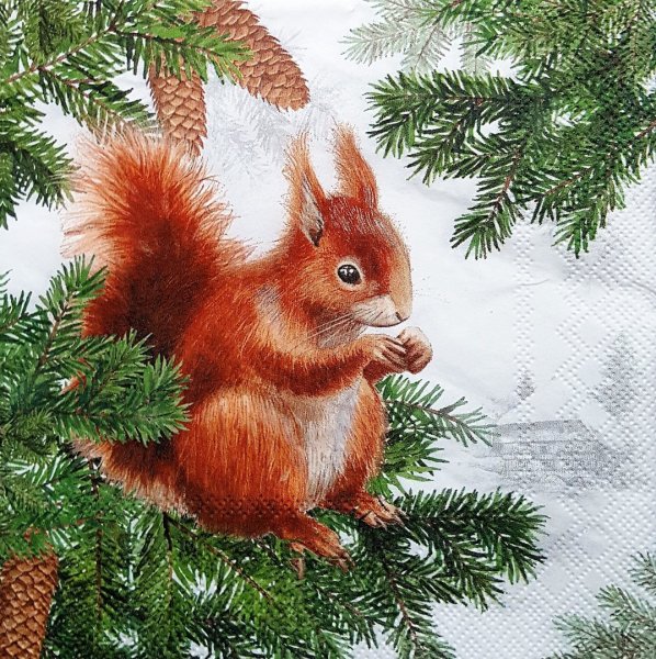 Белка на еловой ветке