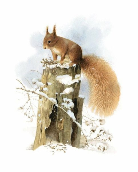 Белка зимой акварель