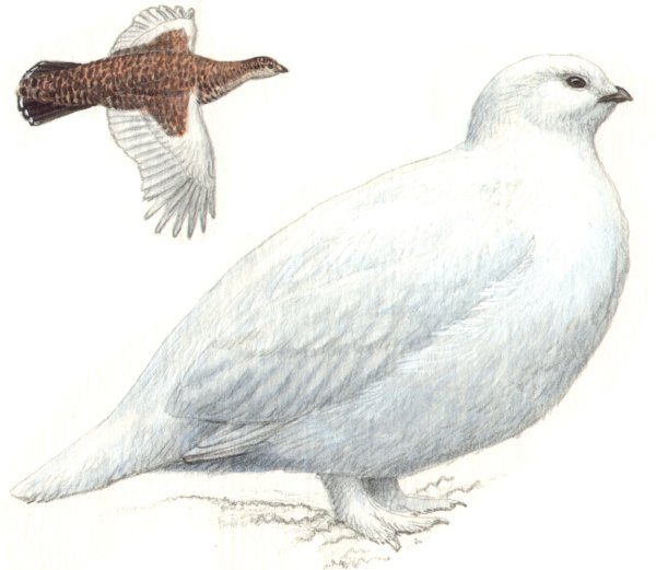 Белая куропатка красная книга Тверской области