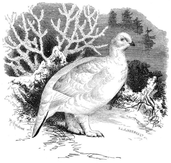 Белая куропатка