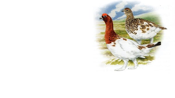 Белая куропатка красная книга