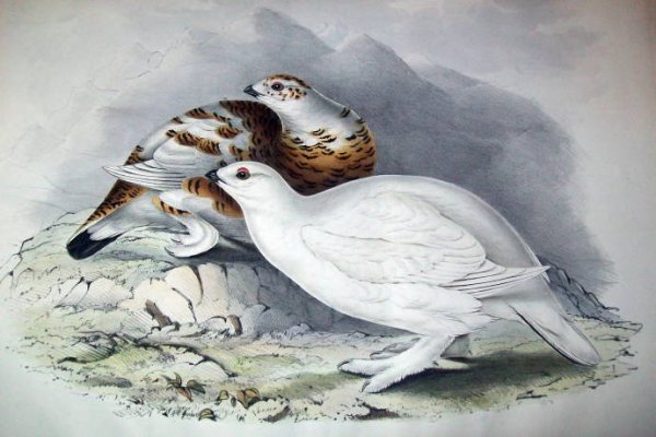 Белая куропатка семья