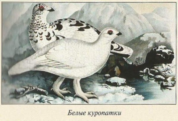 Белая куропатка рисунок