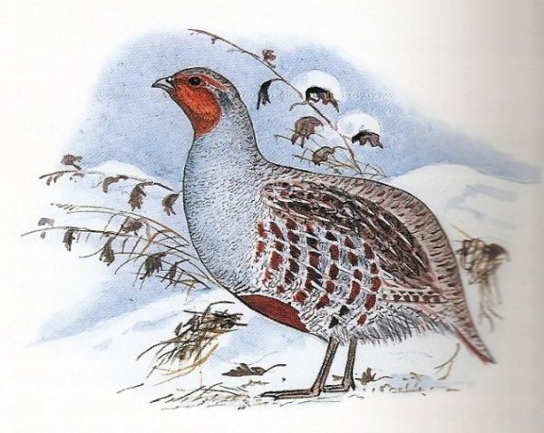 Красношейка куропатка