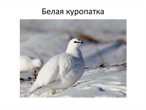 Белая куропатка красная книга