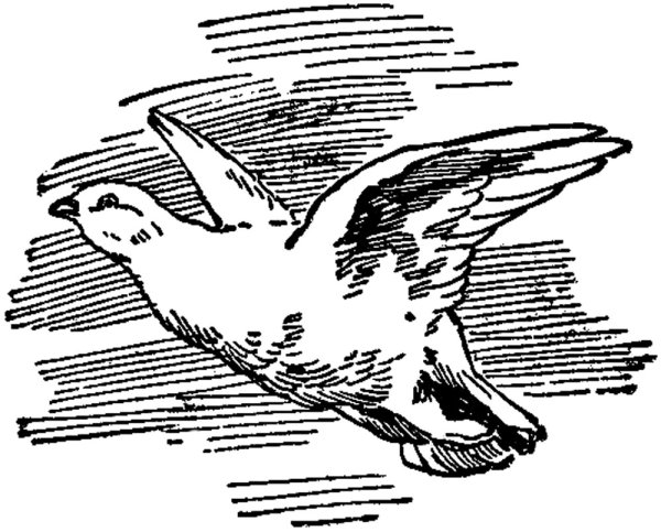 Куропатка раскраска