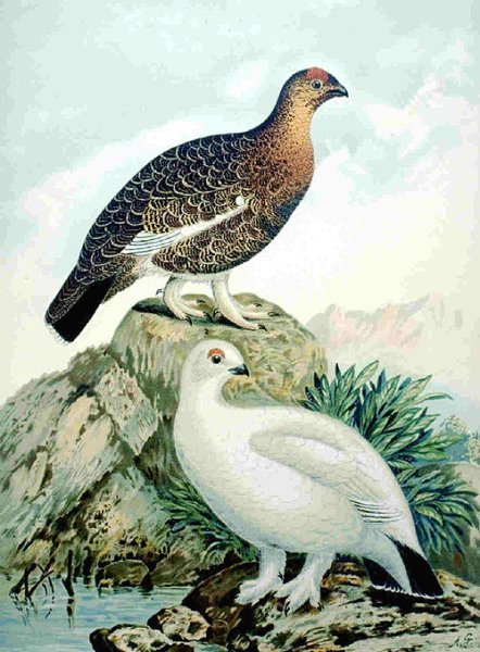 Белая куропатка для дошкольников