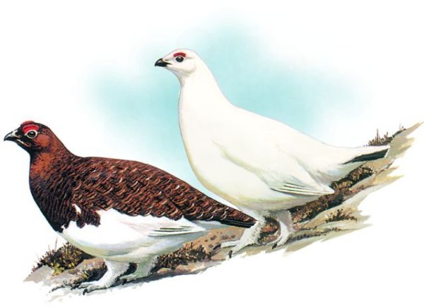 Белая куропатка