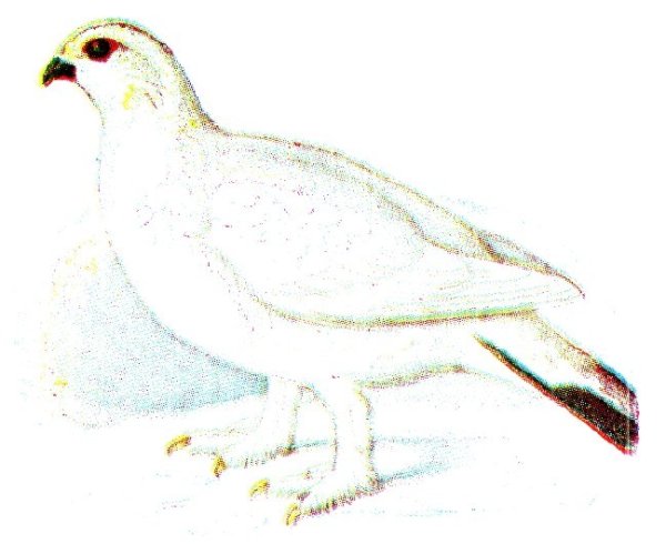 Белая куропатка для дошкольников