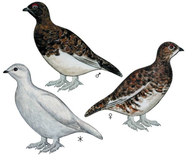 Белая куропатка для детей