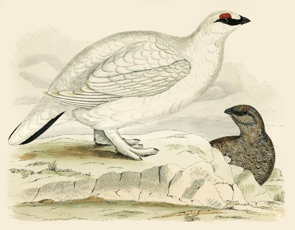 Куропатка гравюра