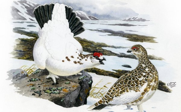 Тундровая куропатка на белом фоне