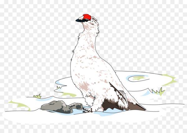 Белая куропатка мультяшная