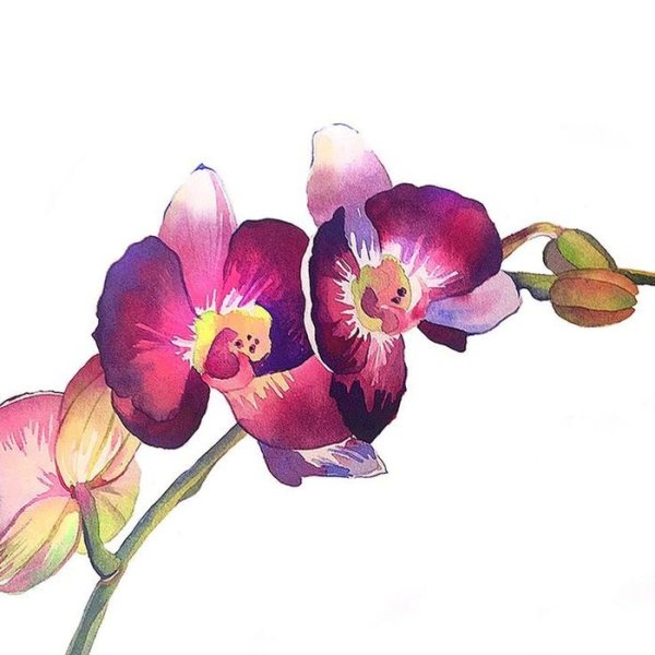 Орхидея Акварелька