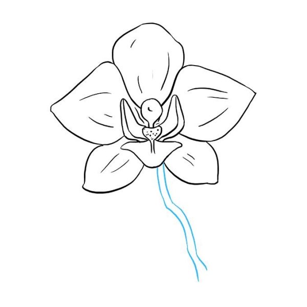 Орхидея для срисовки