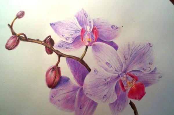 Стилизованные орхидеи