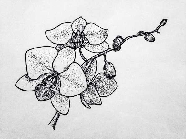 Орхидея контур