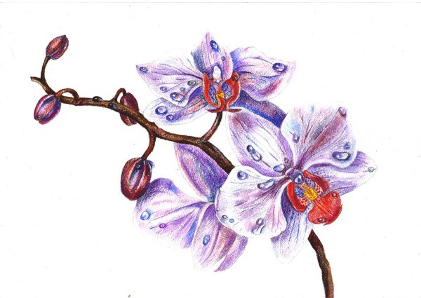 Тату Орхидея эскизы