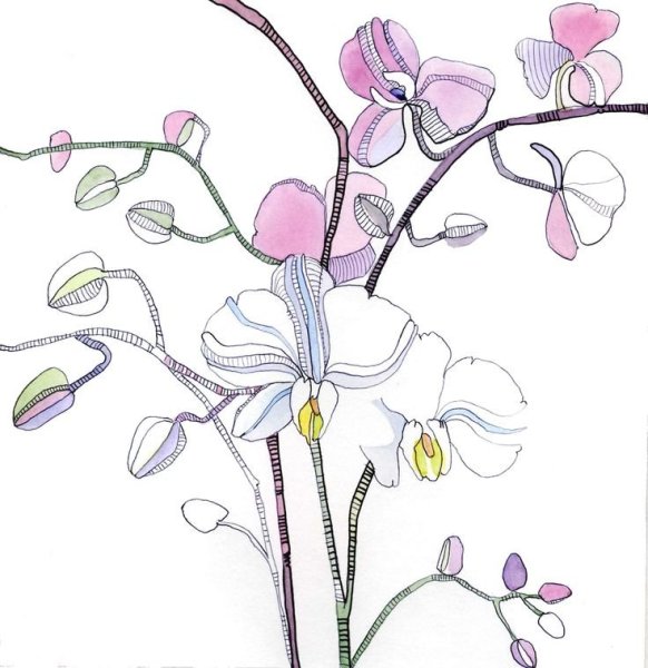 Нарисовать орхидею