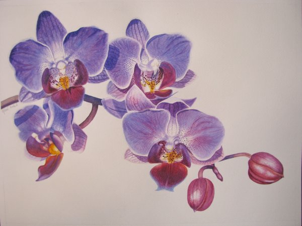 Стилизованные орхидеи