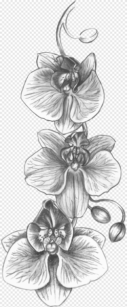 Орхидея Shenzhen Nongke