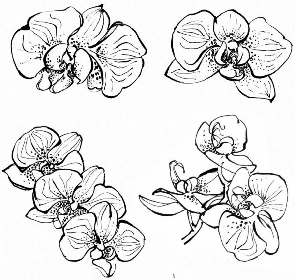 Тату Орхидея