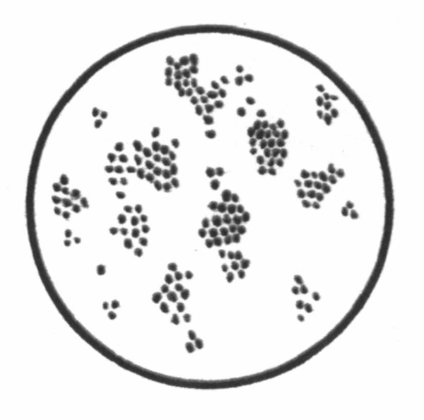 Стафилококк рисунок микробиология