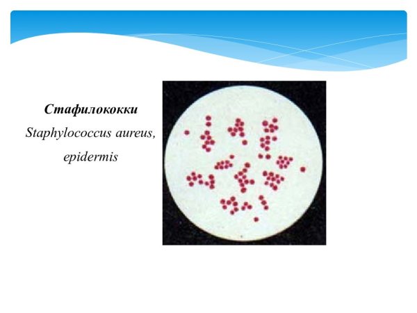 Стафилококки микробиология морфология