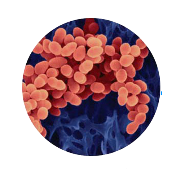 Золотистый стафилококк сообщение 5 класс