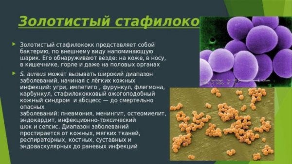 S. aureus иллюстрация