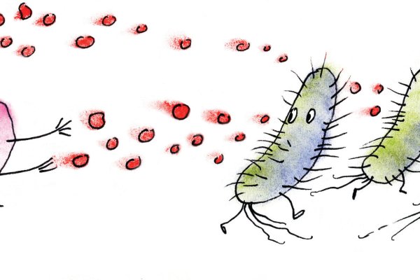 Золотистый стафилококк рисунок микробиология