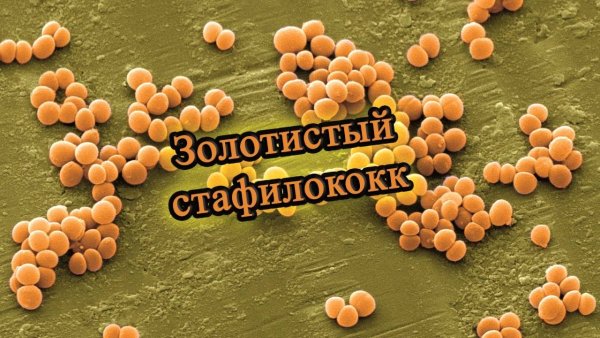 Стафилококк золотистый Staphylococcus aureus