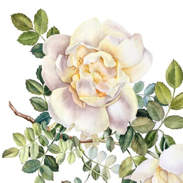 Анастасия Колбина акварель