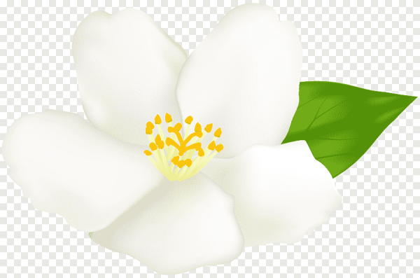 Цветок жасмина на белом фоне