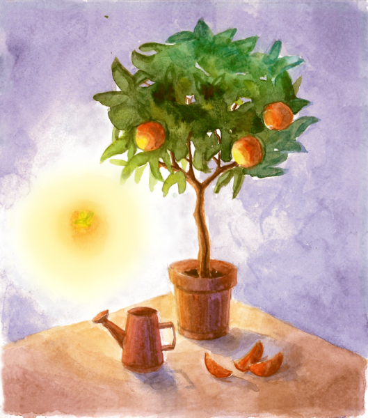 Апельсиновое дерево Григорьев БД